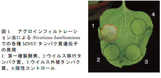 図1　アグロインフィルトレーション法によるNicotiana benthamianaでの各種MNSV タンパク質遺伝子の発現