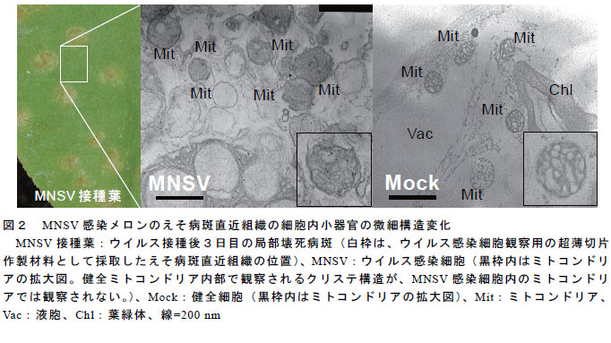 図２　MNSV 感染メロンのえそ病斑直近組織の細胞内小器官の微細構造変化