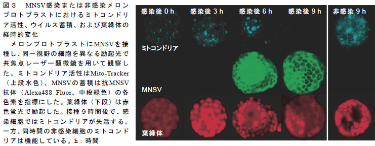 図３　MNSV感染または非感染メロンプロトプラストにおけるミトコンドリア活性、ウイルス蓄積、および葉緑体の経時的変化