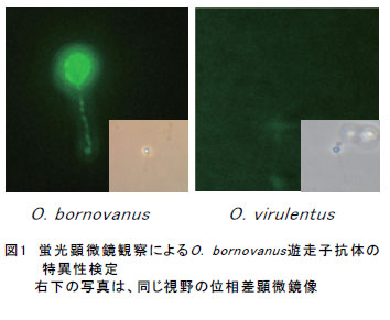 図1　蛍光顕微鏡観察によるO. bornovanus遊走子抗体の特異性検定