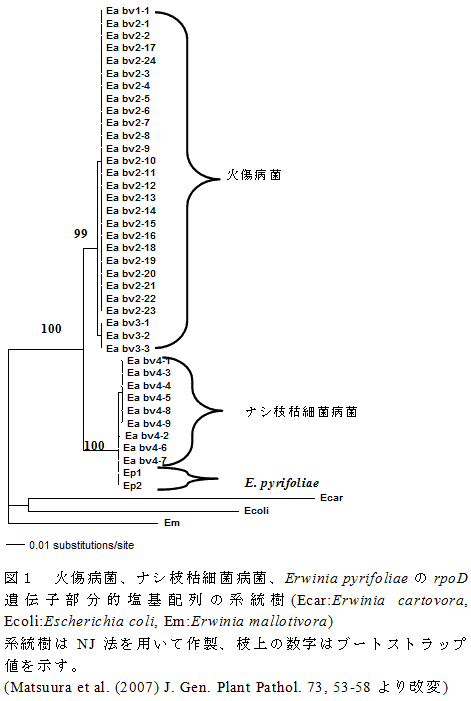 図１　火傷病菌、ナシ枝枯細菌病菌、Erwinia pyrifoliaeのrpoD遺伝子部分的塩基配列の系統樹(Ecar:Erwinia cartovora, Ecoli:Escherichia coli, Em:Erwinia mallotivora)
