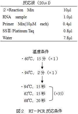 図２　RT−PCR反応条件