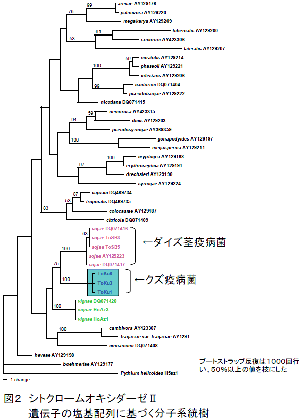 図２　シトクロームオキシダーゼII　遺伝子の塩基配列に基づく分子系統樹