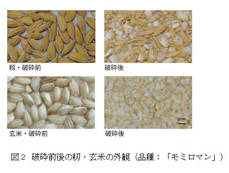 図２ 破砕前後の籾・玄米の外観（品種：「モミロマン」）