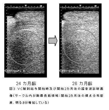 図3　VC製剤給与開始時及び開始2カ月後の超音波診断画像