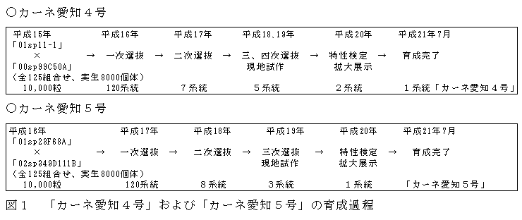 図１　「カーネ愛知４号」および「カーネ愛知５号」の育成過程
