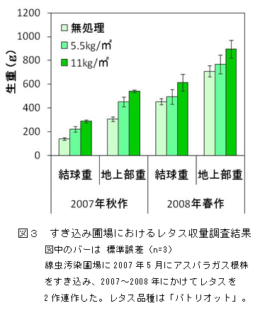 図３　すき込み圃場におけるレタス収量調査結果