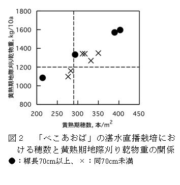 図２　「べこあおば」の湛水直播栽培における穂数と黄熟期地際刈り乾物重の関係