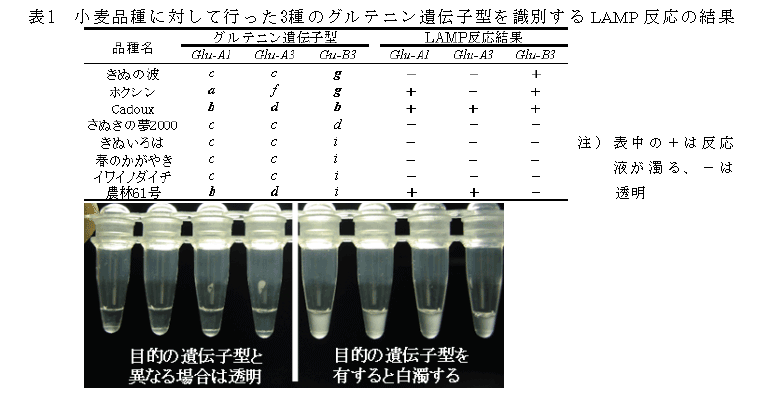  表1　小麦品種に対して行った3種のグルテニン遺伝子型を識別するLAMP反応の結果