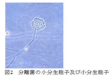 図２　分離菌の小分生胞子及び小分生胞子