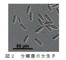 図２　分離菌の分生子
