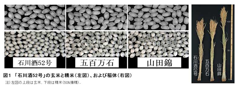 図１　「石川酒52号」の玄米と精米（左図）、および稲体（右図）
