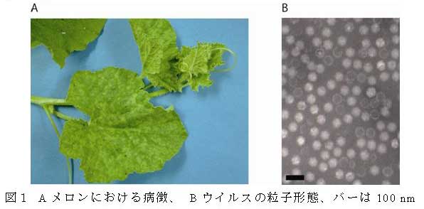 図1 Aメロンにおける病徴、 Bウイルスの粒子形態、バーは100 nm