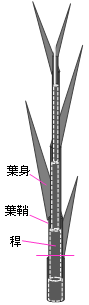 稲わら茎葉中に存在する主要な易分解性糖質(模式図)