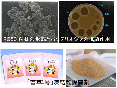 乳酸発酵による飼料変換