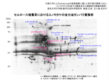 GmL^P̐Y铜yf̖ԗI