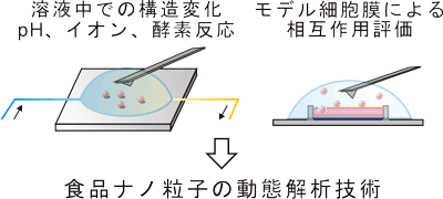 図　超微量分析手法の開発