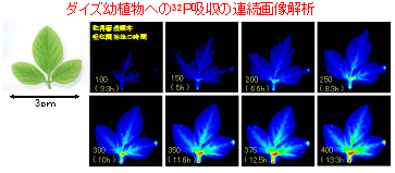 図　ダイズ幼植物への32P吸収の連続画像解析