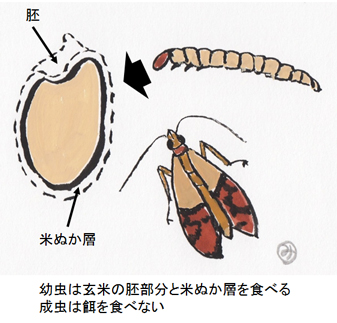 幼虫は玄米の胚部分と米ぬか層を食べる