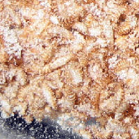 ヒメアカカツオブシムシの幼虫