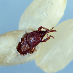 コクゾウムシ写真