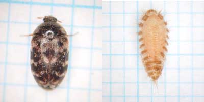 ヒメマダラカツオブシムシ