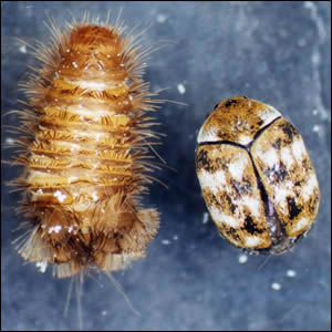 ヒメマルカツオブシムシ終齢幼虫と成虫