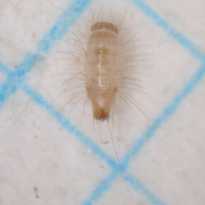 ヒメマルカツオブシムシ若齢幼虫（孵化後１ヶ月以内）