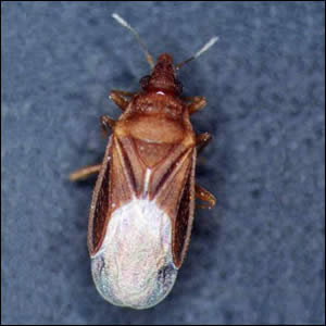 ホウネンカメムシ成虫