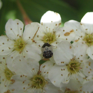 コデマリの花粉を食べるシロオビマルカツオブシムシ