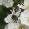 コデマリの花粉を食べるヒメマルカツオブシムシ成虫
