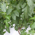 159905_20171108110155_01.JPG