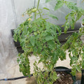 219906_20180201093929_01.JPG