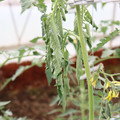 085004_20180601114059_04.JPG