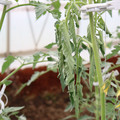 085004_20180601114059_05.JPG