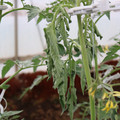 085004_20180601114100_01.JPG