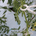 085004_20180601114138_01.JPG