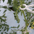 085004_20180601114138_02.JPG