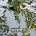 085004_20180601114139_01.JPG