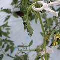 085004_20180601114139_03.JPG