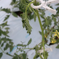 085004_20180601114139_04.JPG