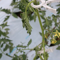 085004_20180601114139_05.JPG