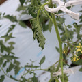 085004_20180601114140_01.JPG