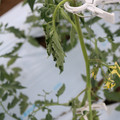 085004_20180601114140_03.JPG