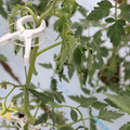 085004_20180601114157_01.JPG