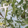 085004_20180601114158_01.JPG