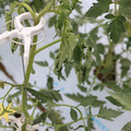 085004_20180601114158_03.JPG