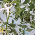 085004_20180601114158_04.JPG