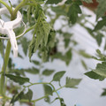 085004_20180601114200_01.JPG