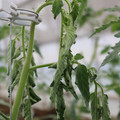 085004_20180601114302_01.JPG